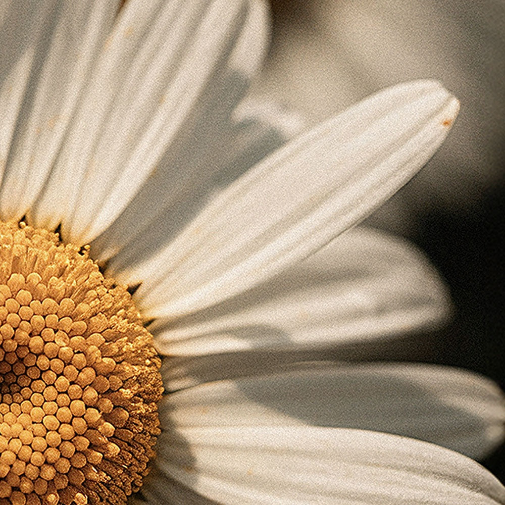 HONEYCHALM Manuka Honey Chamomile Tallow Body Balm